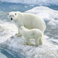 北極熊(生活在北極的熊)