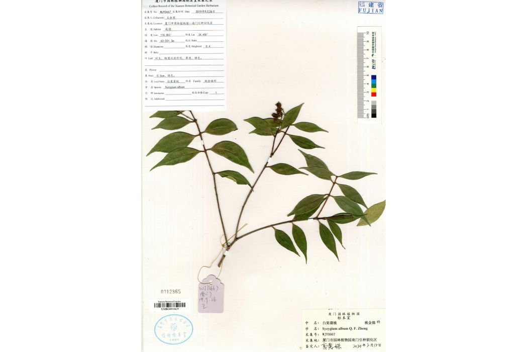 白果蒲桃 白果蒲桃