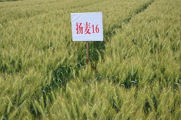 揚麥16號 揚麥16號