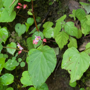 Begonia rubella