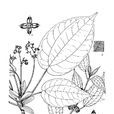 心葉冷水花 心葉冷水花