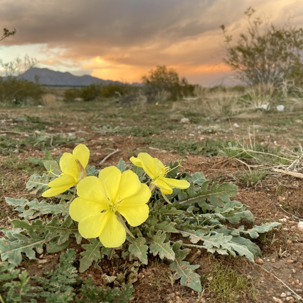 Oenothera primiveris