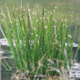 水毛花 水毛花