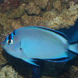 藍寶神仙魚 藍寶神仙魚