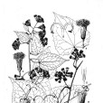 革葉藤菊 革葉藤菊