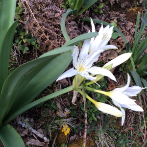 Pancratium illyricum