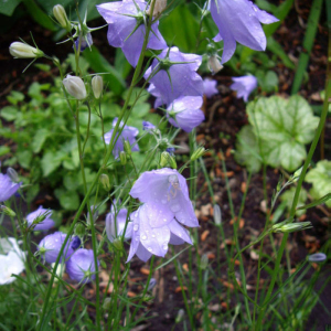 藍鐘花族 藍鐘花族