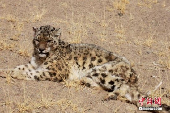 2014年4月一隻雪豹被日松鄉德汝村村民放歸自然