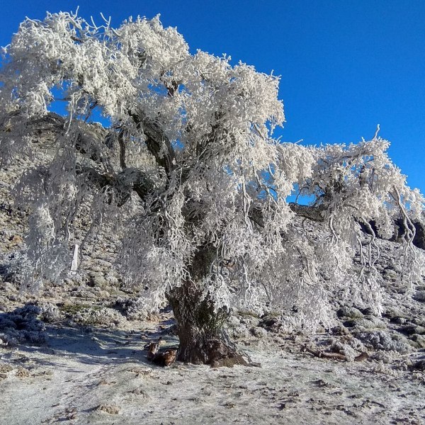 Quercus faginea