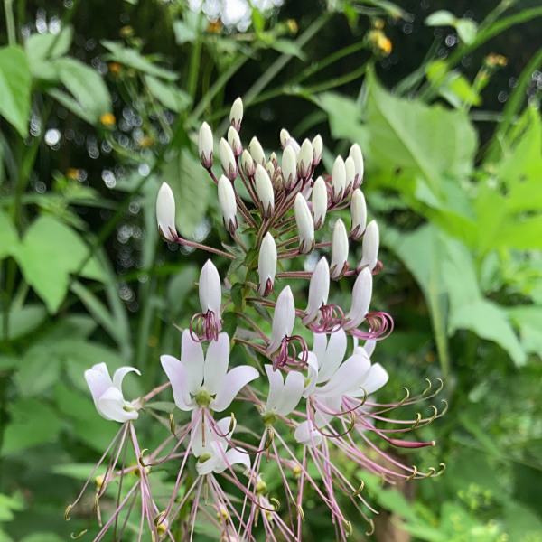 Cleome pilosa
