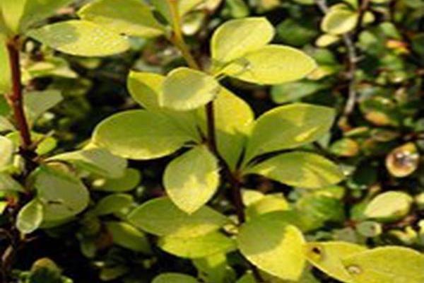Berberis thunbergii \x27Talago\x27 SUNJOY GOLD BERET Berberis thunbergii \x27Talago\x27 SUNJOY GOLD BERET