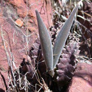 Stapelia clavicorona
