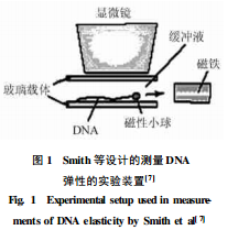 圖1 Smith等設計的測量DNA彈性的實驗裝置