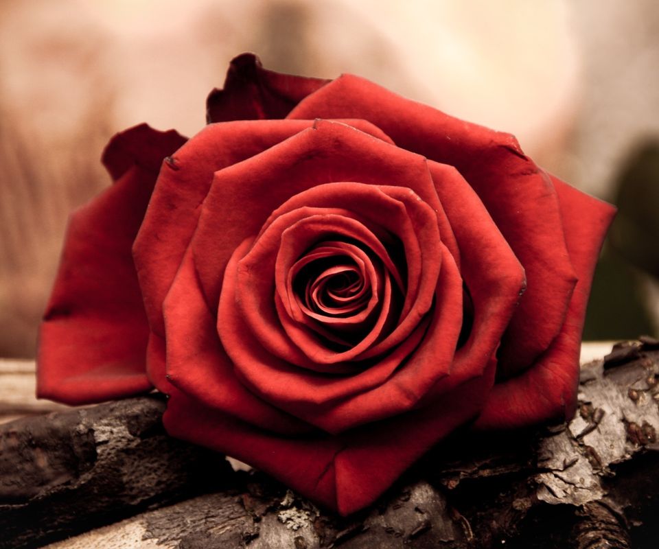 紅玫瑰(芍藥屬牡丹栽培品種)