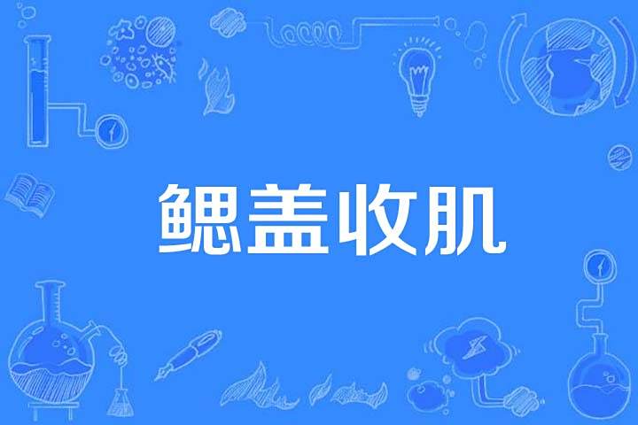 鰓蓋收肌 鰓蓋收肌
