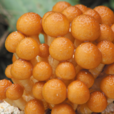 滑菇 滑菇