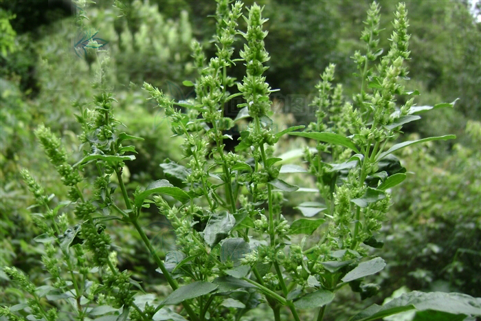 黑刺蕊草(紫花一柱香) 黑刺蕊草(紫花一柱香)
