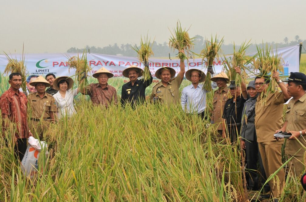 雜交水稻在蘇北試種成功蘇用發參加收割儀式