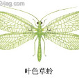 葉色草蛉 葉色草蛉