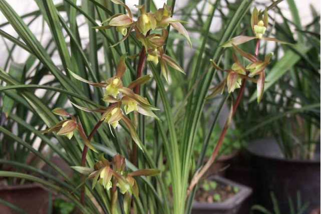 花竹柏 花竹柏
