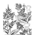 疏花水錦樹 疏花水錦樹