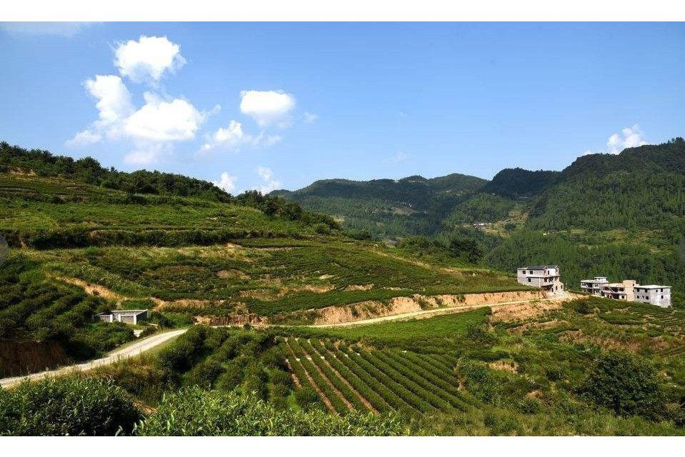 茶園村(瀘州市古藺縣馬嘶苗族鄉下轄村) 茶園村(瀘州市古藺縣馬嘶苗族鄉下轄村)