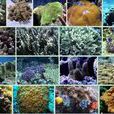 濱珊瑚屬