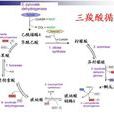 三羧酸循環(Krebs循環)