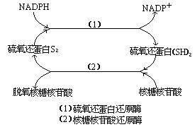 硫氧還蛋白還原酶