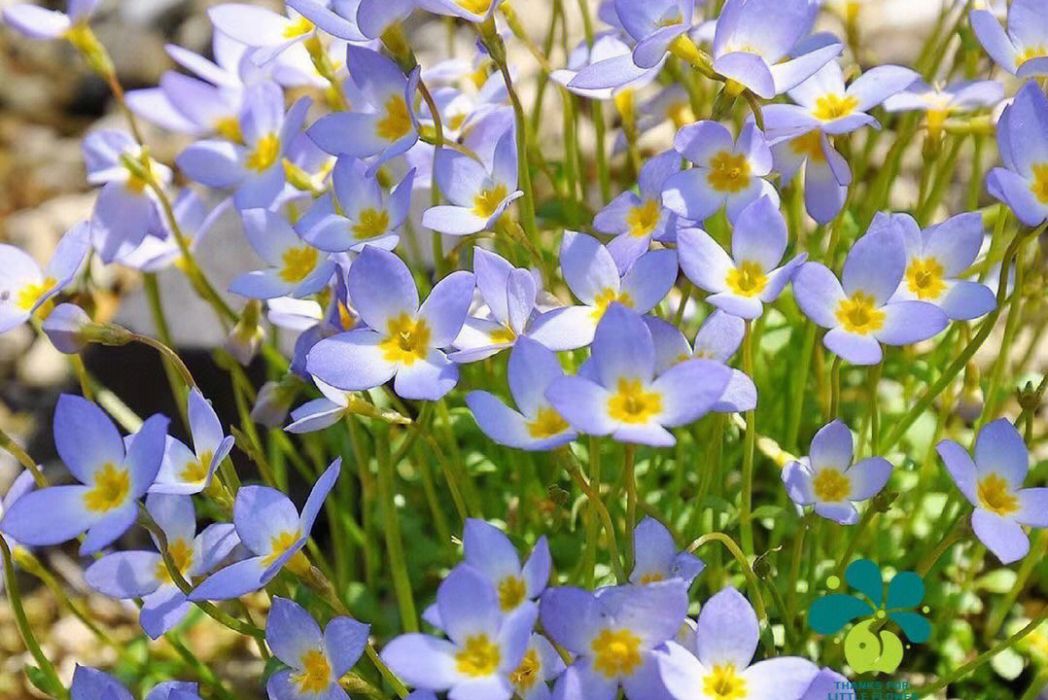 藍花耳草 藍花耳草