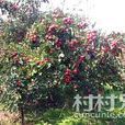 史家村(陝西省鹹陽市武功縣普集鎮下轄村) 史家村(陝西省鹹陽市武功縣普集鎮下轄村)