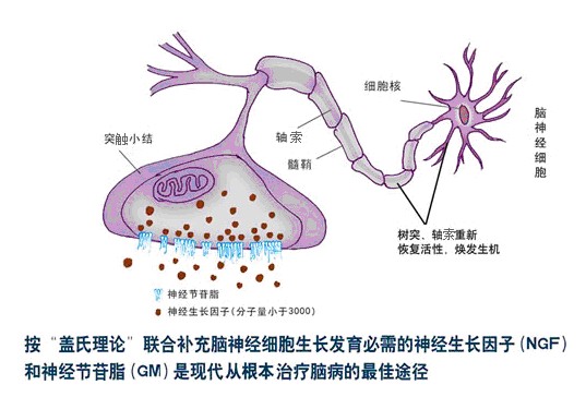 神經細胞理論圖片