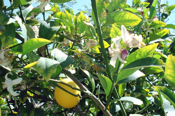 檸檬花