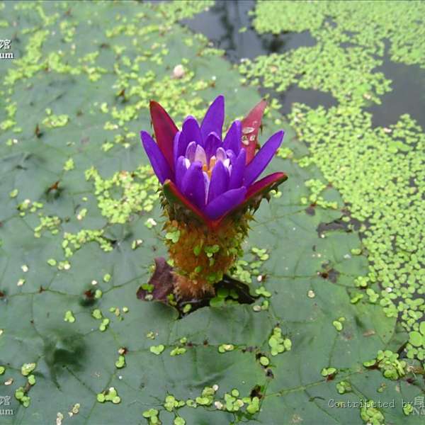 芡(雞頭荷)