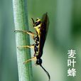 麥葉蜂 麥葉蜂