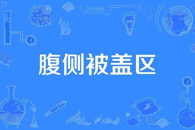 腹側被蓋區 腹側被蓋區