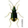 逗斑青步甲 逗斑青步甲