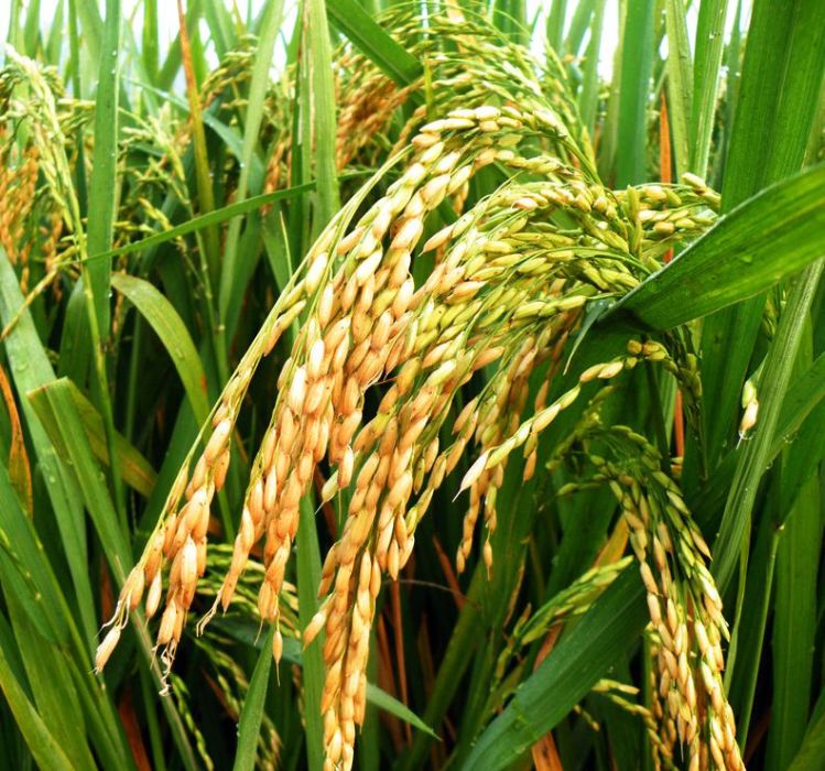 兩優932(湖北省農科院作物育種栽培研究所許選育的新型水稻品種)