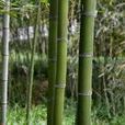 花哺雞竹 花哺雞竹