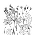 興安老鸛草 興安老鸛草