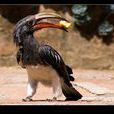 灰犀鳥 灰犀鳥