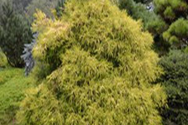 Chamaecyparis pisifera \x27Kost Yellow\x27