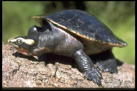 短頸龜
