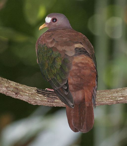 褐背金鳩 褐背金鳩