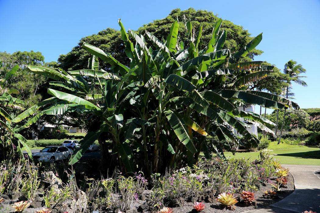 夏威夷熱帶植物園