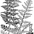 華南鐵角蕨(鐵角蕨科鐵角蕨屬植物) 華南鐵角蕨(鐵角蕨科鐵角蕨屬植物)