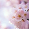 桃花憶洛