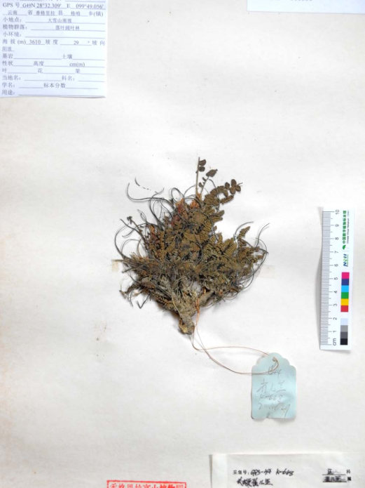 長梗雀兒豆 長梗雀兒豆