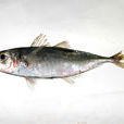 竹夾魚 竹夾魚