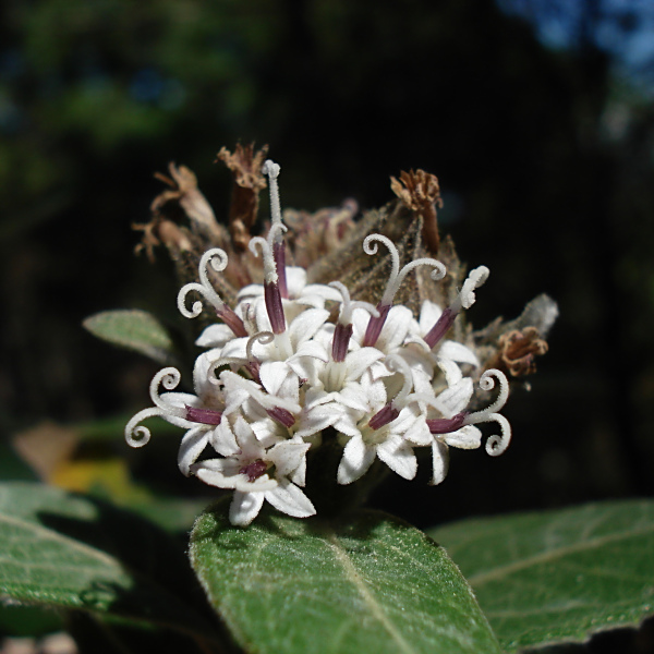 Lagascea heteropappus